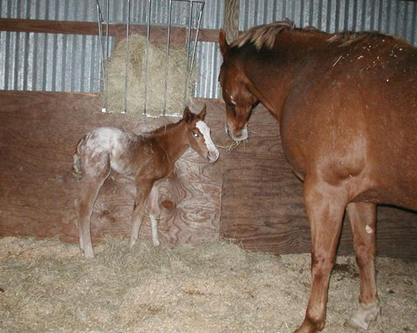 Invitational filly, pictured soon after birth, February 19, 2004