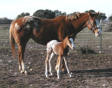 Invitational filly, pictured at a hours old, February 2004