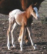 Name Pending: Chestnut/Blanket Filly. Pictured soon after birth, February 19, 2004.