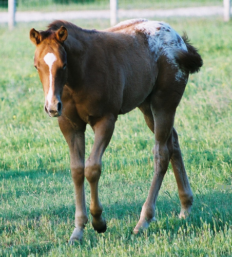 Invitational colt, pictured March 26, 2004