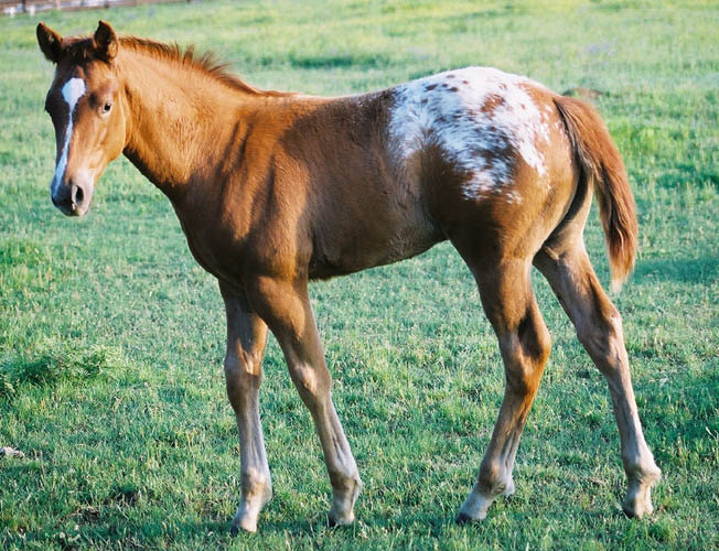 Invitational colt, pictured early May, 2004