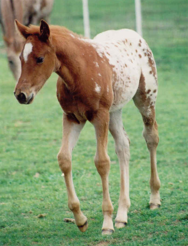 Charicature filly, pictured March 26, 2004
