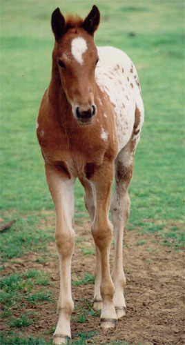 Charicature filly, pictured March 26, 2004