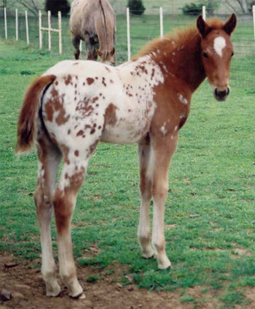 Charicature filly, pictured March 26, 2004