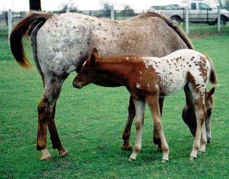 Charicature filly, pictured March 26, 2004
