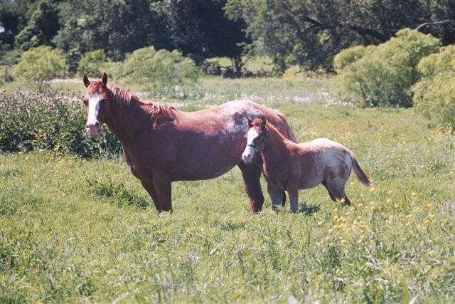 Invitational filly, pictured spring 2004