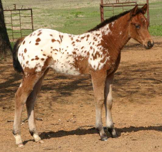 Invitational  filly, pictured mid-March 2005