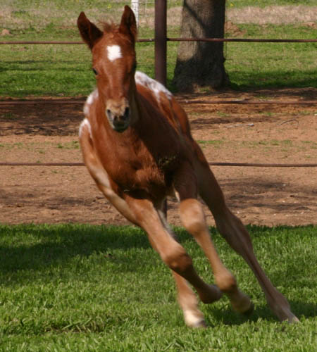 Invitational filly, pictured mid-March 2005