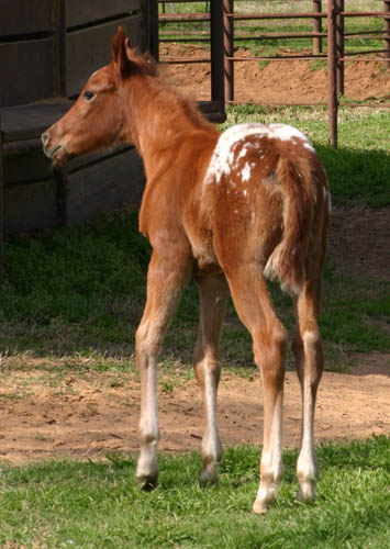 Invitational filly, pictured mid-March 2005