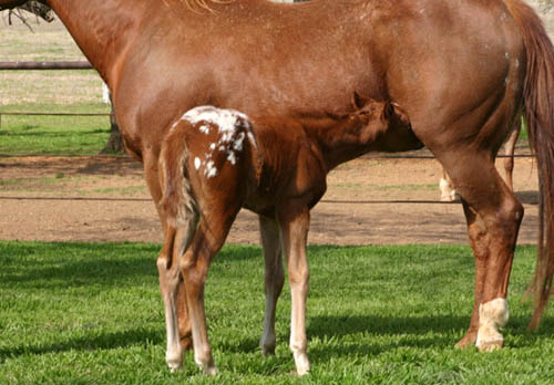 Invitational filly, pictured mid-March 2005