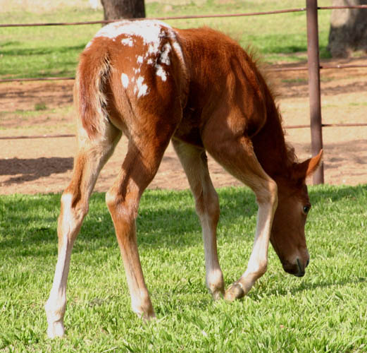 Invitational filly, pictured mid-March 2005