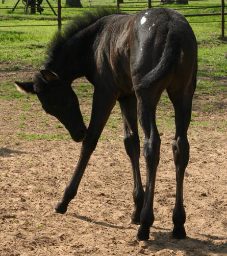 Charicature filly, pictured mid-March 2005