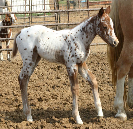 March Charicature filly, pictured mid-March 2005