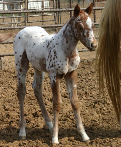 March Charicature filly, pictured mid-March 2005