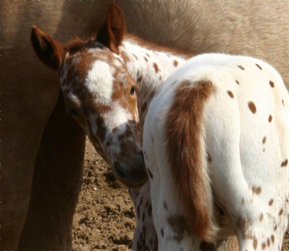 March Charicature filly, pictured mid-March 2005