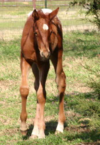 Invitational filly, pictured mid-March 2005
