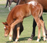 March 2005 Invitational filly, pictured mid-March 2005.