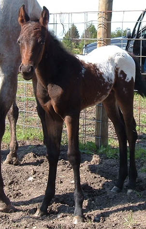 April 2005 Charicature colt
