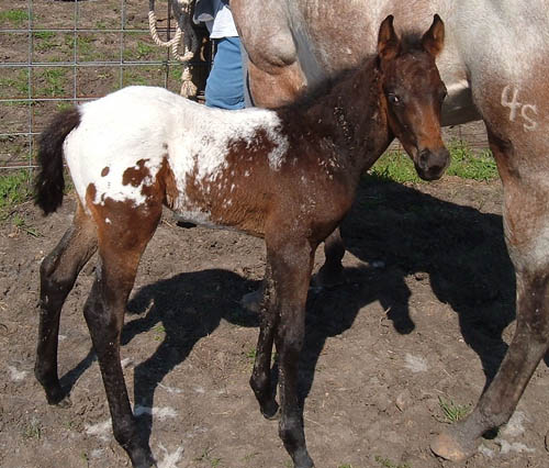 Charicature colt, April 2005