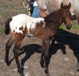 April 2005 Charicature Colt