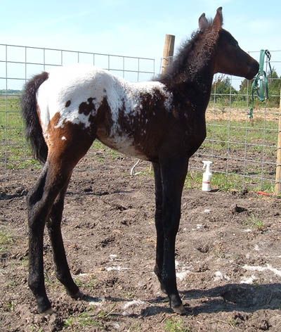 April 2005 Charicature colt