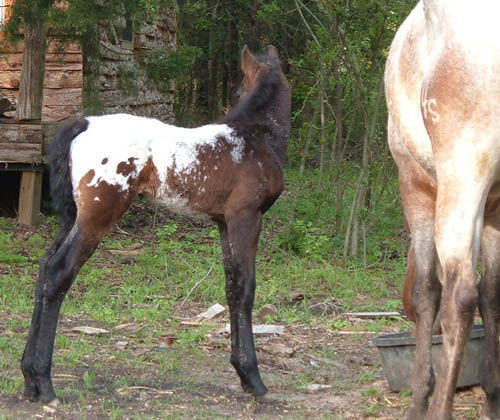 April 2005 Charicature colt