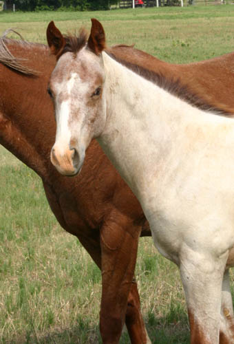 February Charicature gelding, pictured mid-June 2005