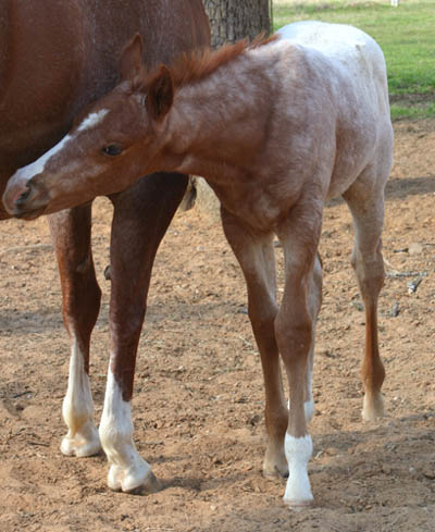 February Charicature gelding, pictured mid-March 2005