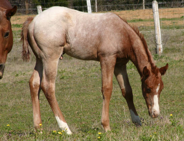 February Charicature gelding, pictured mid-March 2005