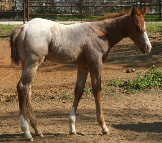 February Charicature gelding, pictured mid-March 2005
