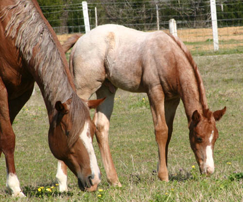 February Charicature gelding, pictured mid-March 2005