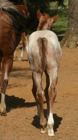 February Charicature gelding, pictured mid-March 2005