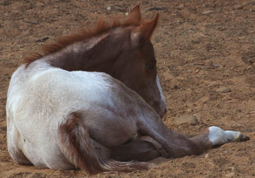 February Charicature gelding, pictured mid-March 2005