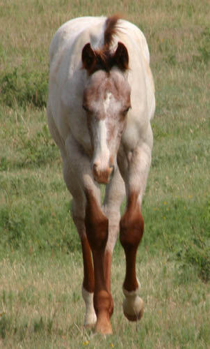 February Charicature gelding, pictured mid-June 2005