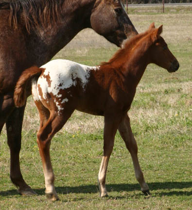 March Charicature Colt, pictured mid March 2005