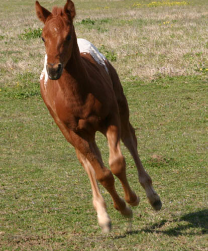 March Charicature Colt, pictured mid March 2005