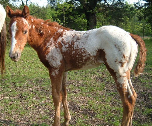 Charicature filly, April 2005