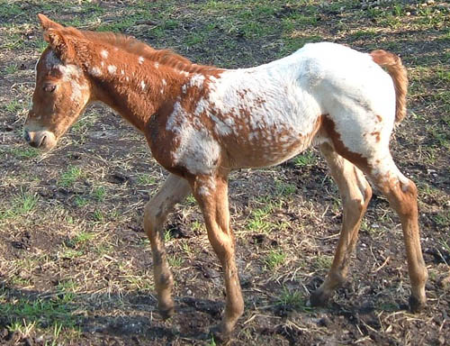 April 2005 Charicature filly
