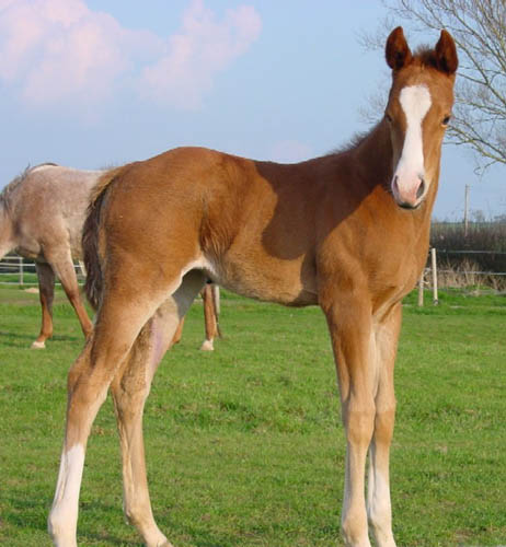 Invitational Filly, born in England