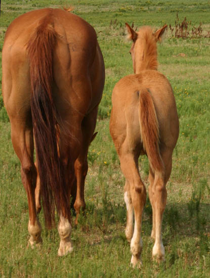 Invitational colt, pictured mid-June 2005