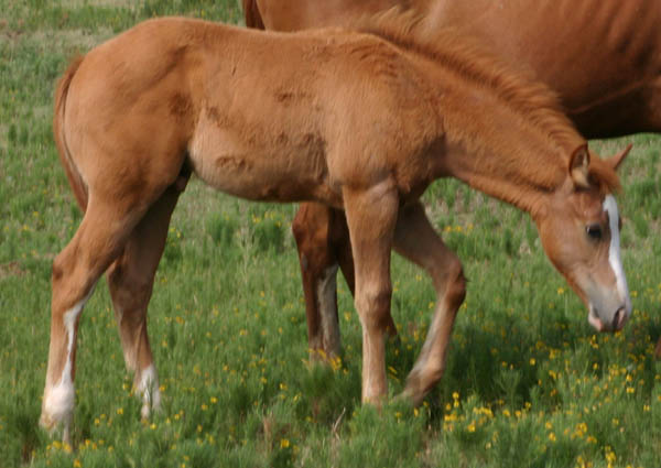 Invitational colt, pictured mid-June 2005