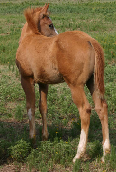 Invitational colt, pictured mid-June 2005