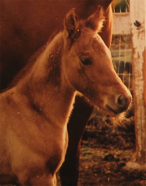 April 2, 2005 Charicature colt, pictured at 3 days old