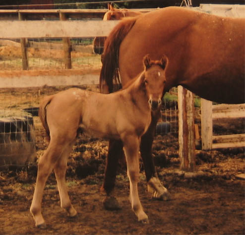 April 2, 2005 Charicature colt, pictured at 3 days old