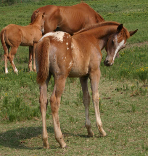 Enlightened filly, pictured June 19, 2005