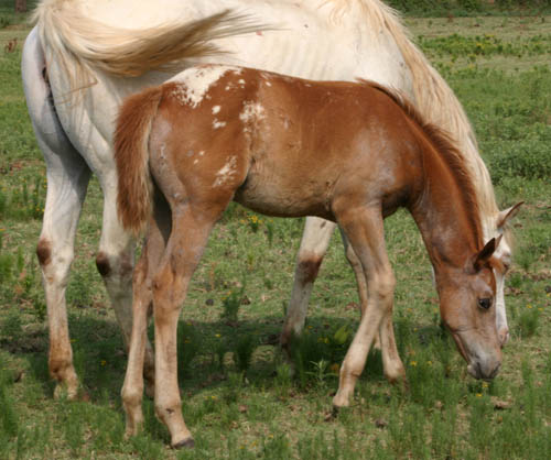 Enlightened filly, pictured mid-June 2005