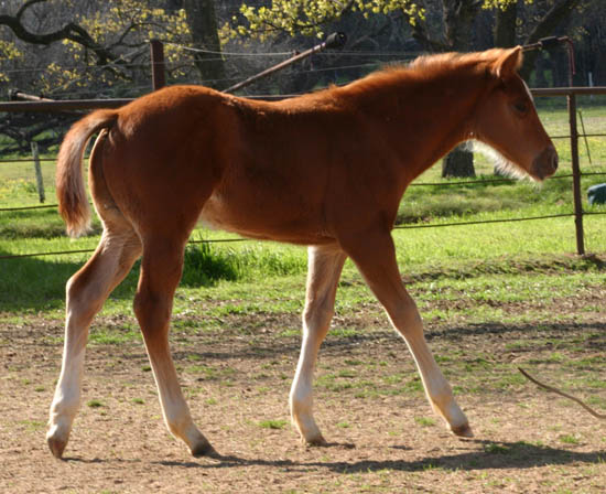 January 27,2005 Invitational colt, pictured mid-March 2005