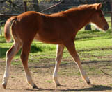 January 27,2005 Invitational colt, pictured mid-March 2005.
