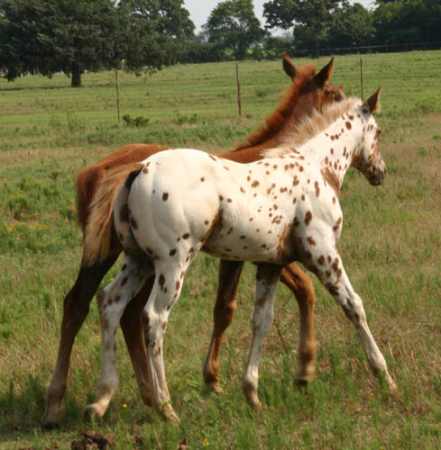 Charicature colt, pictured June 19, 2004