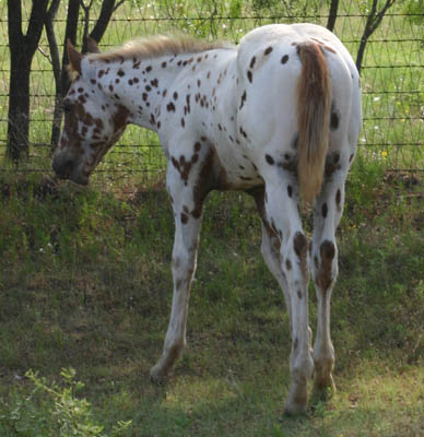 Charicature colt, pictured June 19, 2004